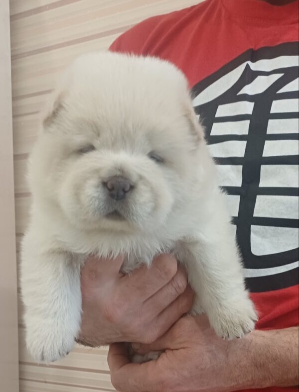 Plyushka Chow-Chow Plyushka Chow-Chow