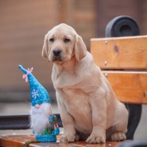 Porshe Labrador Retriever Porshe Labrador Retriever