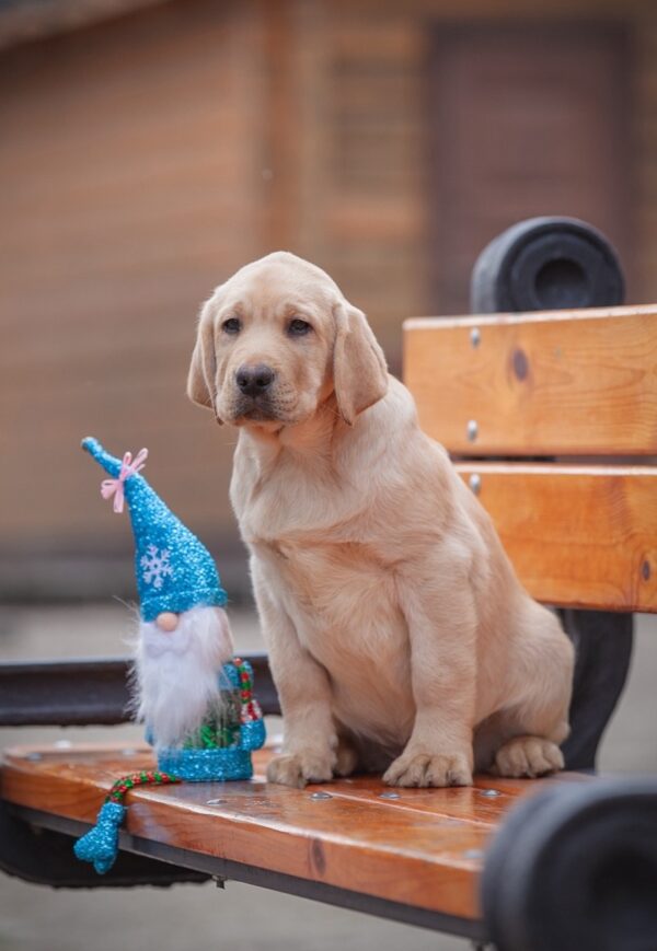 Porshe Labrador Retriever Porshe Labrador Retriever