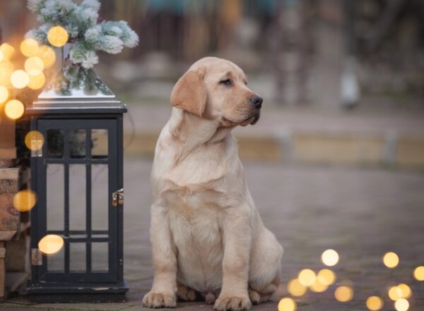 Porshe Labrador Retriever Porshe Labrador Retriever