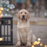 Porshe-male-Labrador-Retriever-puppy-for-sale-3