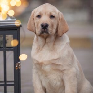 Porshe Labrador Retriever Porshe Labrador Retriever