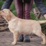 Porshe-male-Labrador-Retriever-puppy-for-sale-5