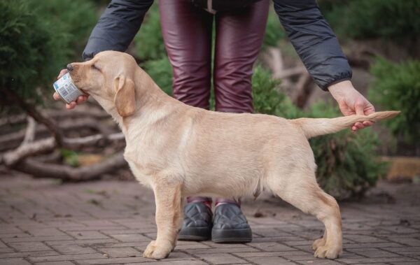 Porshe Labrador Retriever Porshe Labrador Retriever