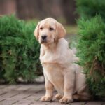 Porshe-male-Labrador-Retriever-puppy-for-sale-6