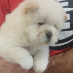 Pugovka-female-chow-chow-puppy-for-sale-1 (1)