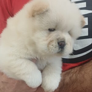 Pugovka Chow-Chow Pugovka Chow-Chow