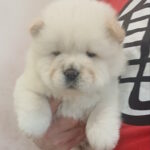 Pugovka-female-chow-chow-puppy-for-sale-1 (3)