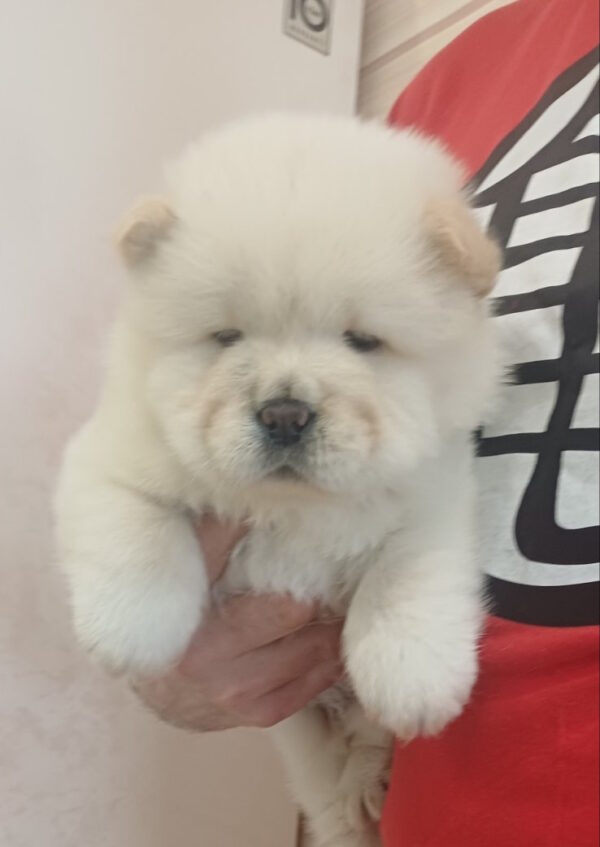 Pugovka Chow-Chow Pugovka Chow-Chow