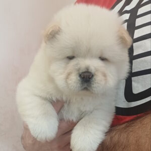 Pugovka Chow-Chow Pugovka Chow-Chow