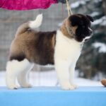 QUANNA-female-American-Akita-puppy-for-sale-1