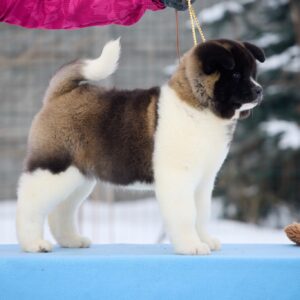 Quanna American Akita Quanna American Akita