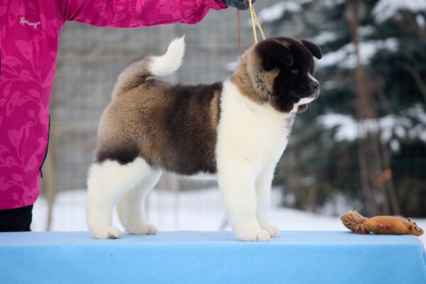 Quanna American Akita Quanna American Akita