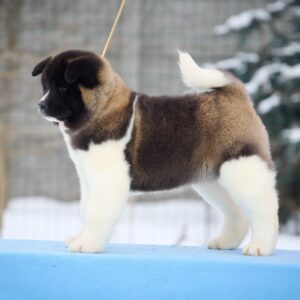 Quanna American Akita Quanna American Akita