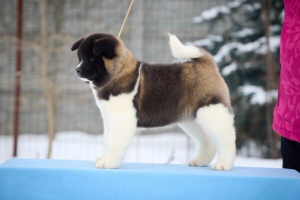 Quanna American Akita Quanna American Akita