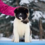 QUANNA-female-American-Akita-puppy-for-sale-3