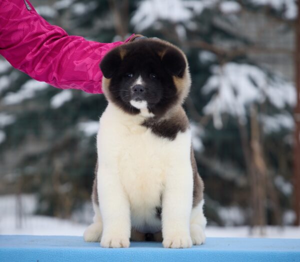Quanna American Akita Quanna American Akita