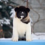 QUANNA-female-American-Akita-puppy-for-sale-4