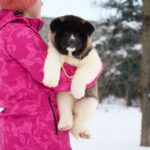 QUANNA-female-American-Akita-puppy-for-sale-5