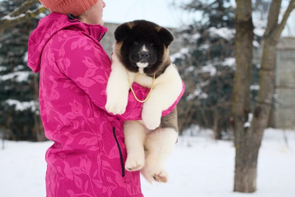 Quanna American Akita Quanna American Akita
