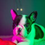 QUATTRO-male-French-bulldog-puppy-for-sale-1