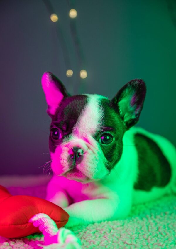 Quattro French Bulldog Quattro French Bulldog