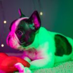 QUATTRO-male-French-bulldog-puppy-for-sale-2