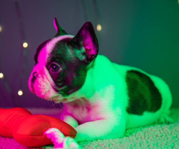 Quattro French Bulldog Quattro French Bulldog