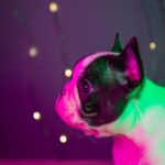 QUATTRO-male-French-bulldog-puppy-for-sale-3