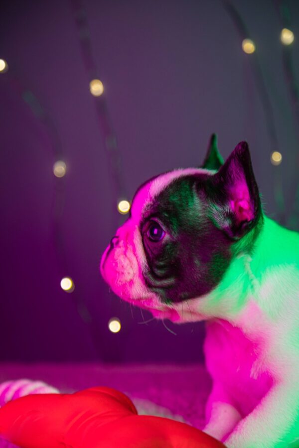 Quattro French Bulldog Quattro French Bulldog