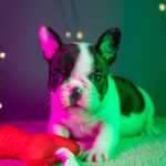 QUATTRO-male-French-bulldog-puppy-for-sale-4