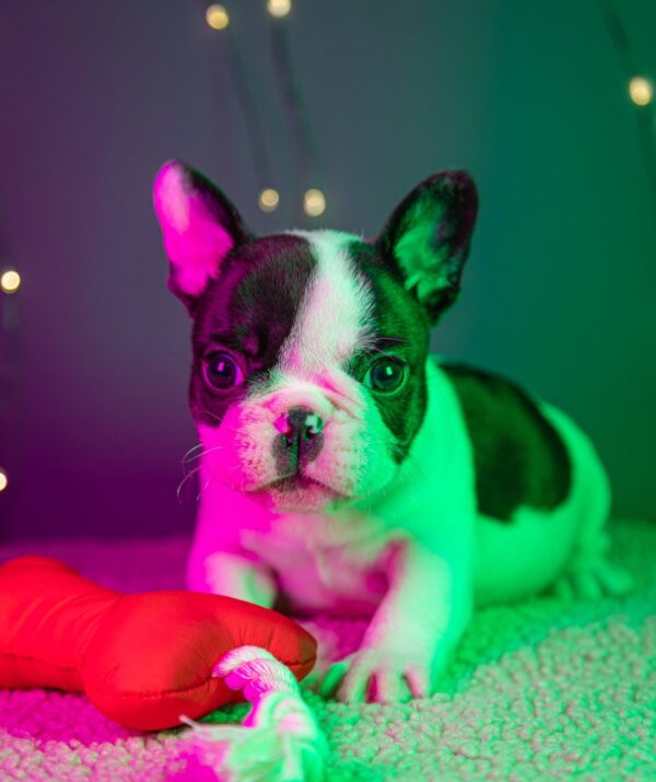 Quattro French Bulldog Quattro French Bulldog