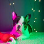 QUATTRO-male-French-bulldog-puppy-for-sale-5