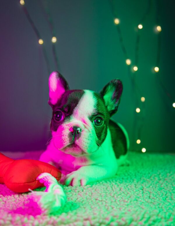 Quattro French Bulldog Quattro French Bulldog
