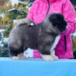 QUESTER-male-American-Akita-puppy-for-sale-1
