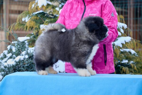 Quester American Akita Quester American Akita