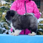 QUESTER-male-American-Akita-puppy-for-sale-2