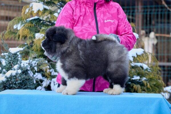 Quester American Akita Quester American Akita