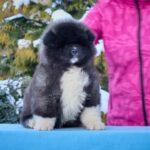 QUESTER-male-American-Akita-puppy-for-sale-3