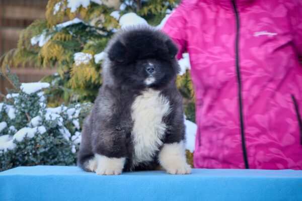 Quester American Akita Quester American Akita