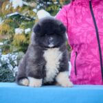 QUESTER-male-American-Akita-puppy-for-sale-4