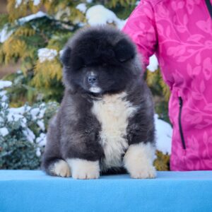 Quester American Akita Quester American Akita