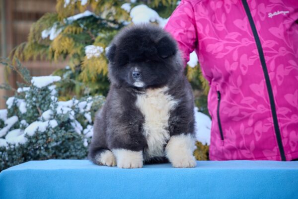 Quester American Akita Quester American Akita