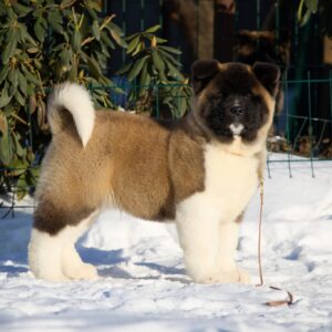 Quicksilver American Akita Quicksilver American Akita