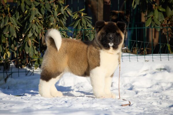 Quicksilver American Akita Quicksilver American Akita