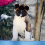 QUICKSILVER-male-American-Akita-puppy-for-sale-2
