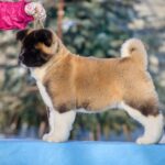 QUICKSILVER-male-American-Akita-puppy-for-sale-3