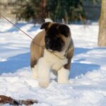 QUICKSILVER-male-American-Akita-puppy-for-sale-4