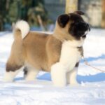 QUICKSILVER-male-American-Akita-puppy-for-sale-5