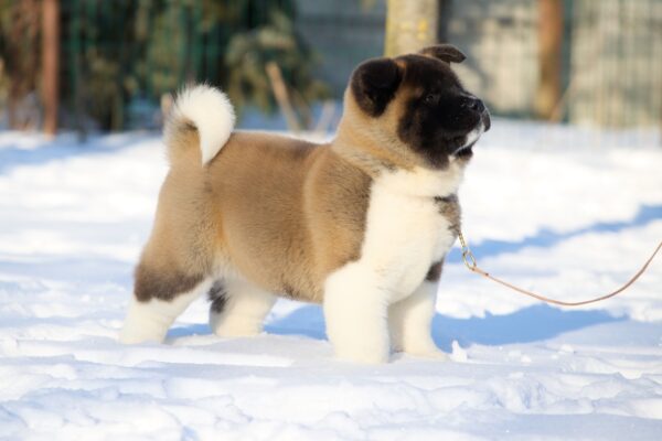 Quicksilver American Akita Quicksilver American Akita